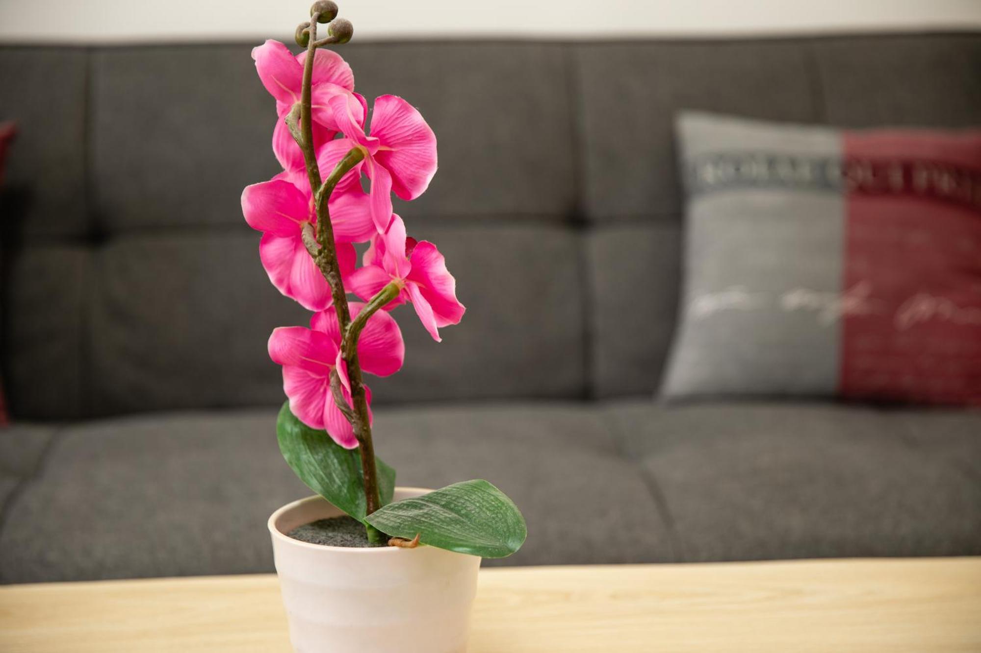Apartment Rueppgasse Leopoldstadt Wien 外观 照片